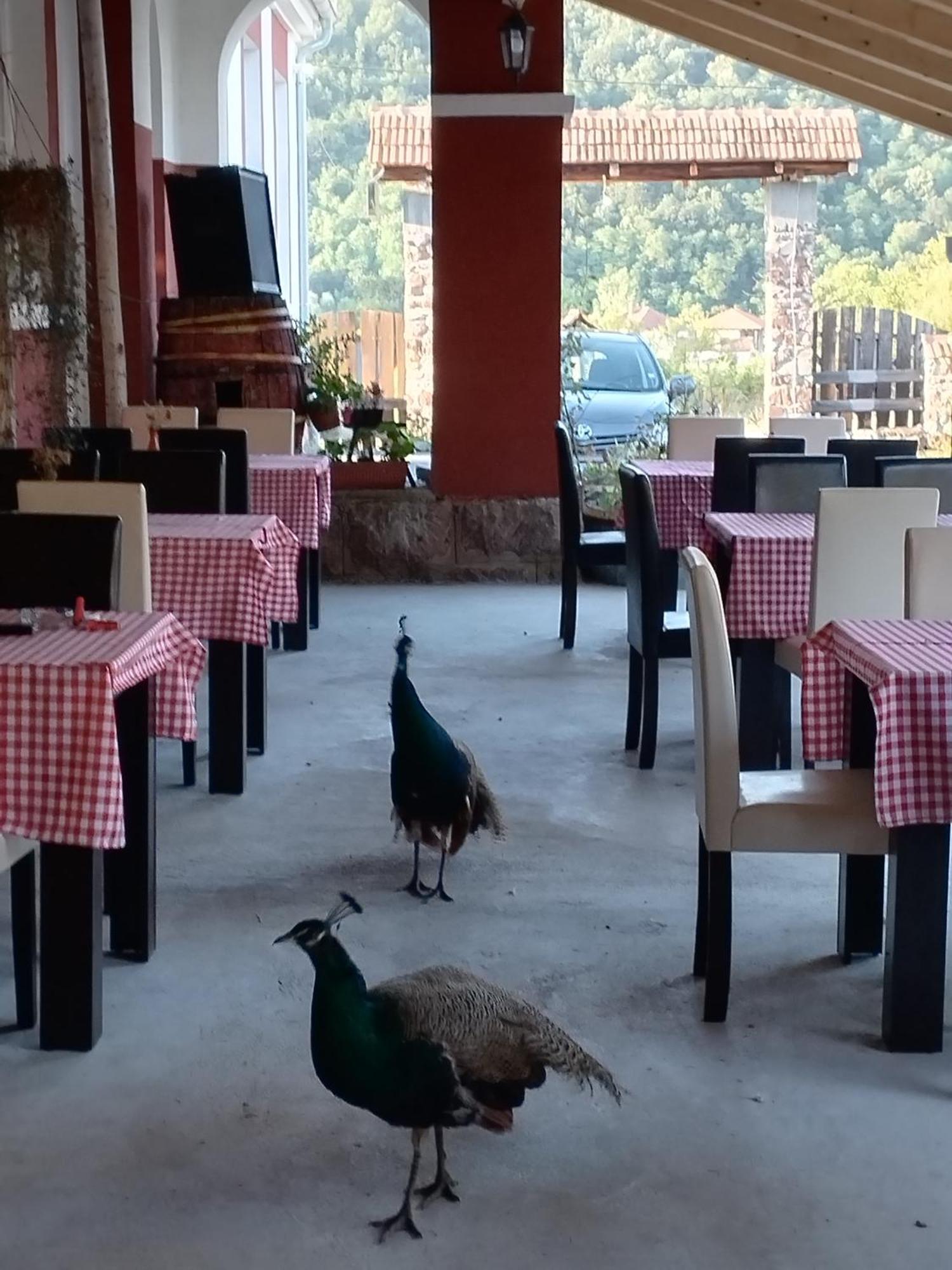 Etno Konak Angela Hotel Kalna Luaran gambar
